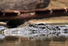 Czym są nadrzędne zasady rachunkowości?