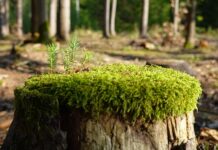 Jak zregenerować organizm po długotrwałym stresie?