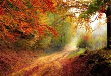 Do którego roku była szkoła Siedmioklasowa?