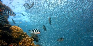 Ile ryb można mieć w akwarium 112 l?