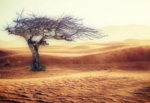 Gdzie jest kłąb u psa?