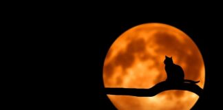 Czy kot wychodzący może mieć obroże?