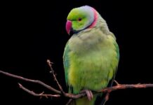 Czy psom powinno się zdejmować obrożę na noc?