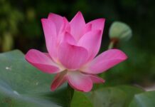 Jak się mówi po angielsku pierogi?