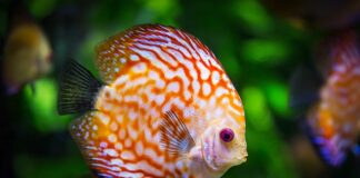 Czy akwarium w pokoju jest zdrowe?