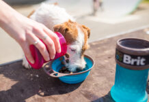 Jak bezpiecznie wprowadzić karmę hypoalergiczną dla psa do codziennego menu