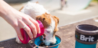 Jak bezpiecznie wprowadzić karmę hypoalergiczną dla psa do codziennego menu