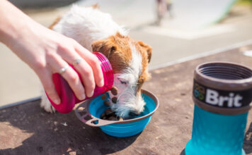Jak bezpiecznie wprowadzić karmę hypoalergiczną dla psa do codziennego menu? Jak bezpiecznie wprowadzić karmę hypoalergiczną dla psa do codziennego menu