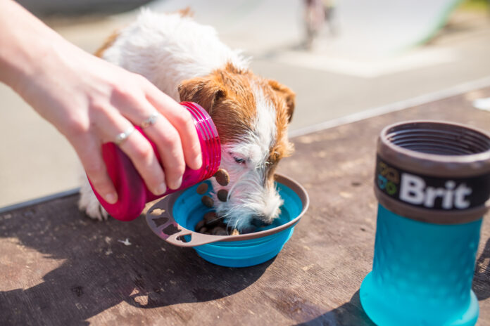 5224c1f4cc9d84e82e3ac9d07775c582 Jak bezpiecznie wprowadzić karmę hypoalergiczną dla psa do codziennego menu